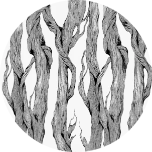 Tapeta w kształcie koła Forest Secrets #53